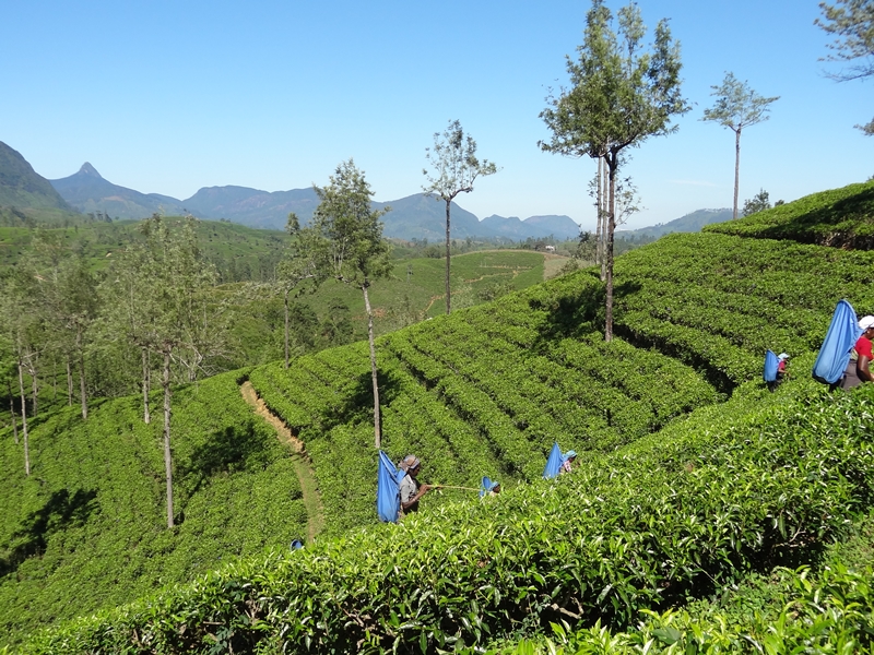 セイロン紅茶.com・セイロン紅茶の栽培風景や、美味しい飲みかた紹介