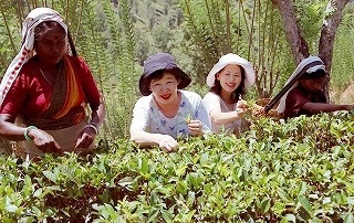 セイロン紅茶.com・セイロン紅茶の栽培風景や、美味しい飲みかた紹介